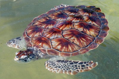 Sea Turtle