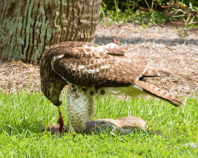Red Hawk having a snack