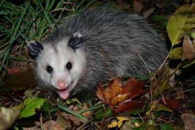 Opossum.jpg