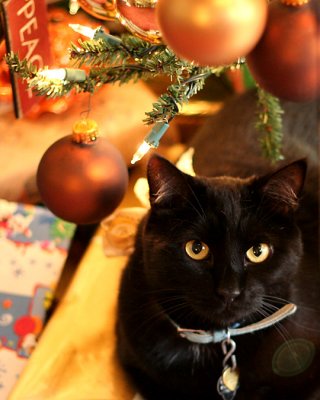 Under the Christmas Tree