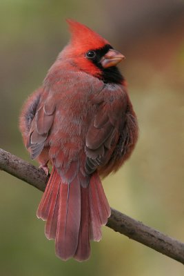 Northern Cardinal