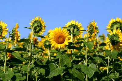 Field of sunflowers ...