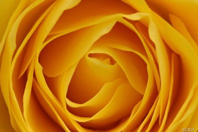 yellow rose