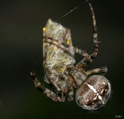 spider with his food
