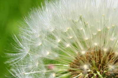 Dandelion
