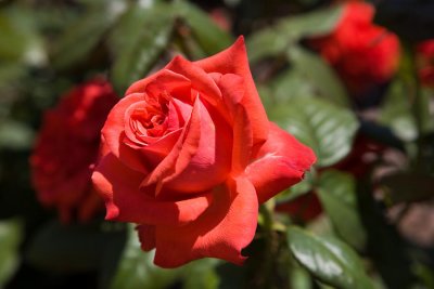 Red Rose