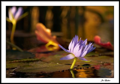 The pond