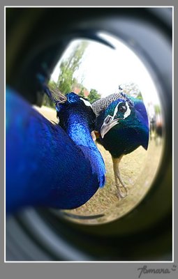 Mirror, Mirror