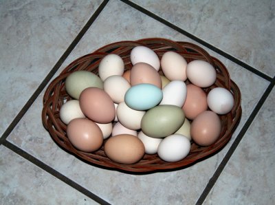 Our fresh eggs.jpg