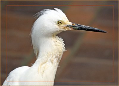 IMG_2630 Egret.jpg