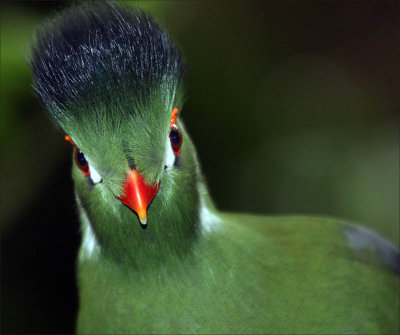 IMG_2711Unknown Bird.jpg