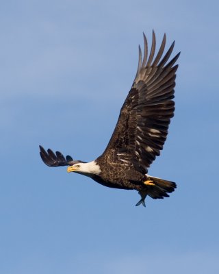 Bald Eagle - Conowingo Dam, Maryland