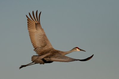 Sandhill Crane Taking Off