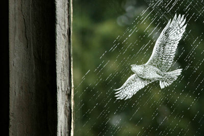 Soaring
