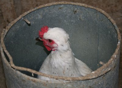 Chicken in a can.jpg