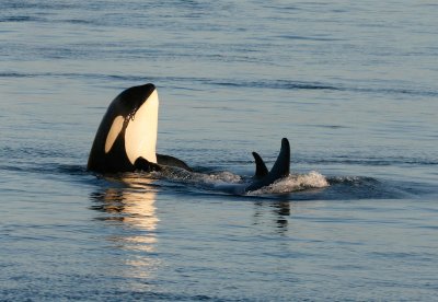 Eye Spotting Orca