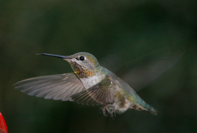Hummer