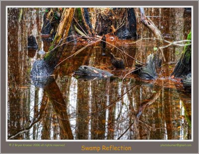 Swamp Reflection