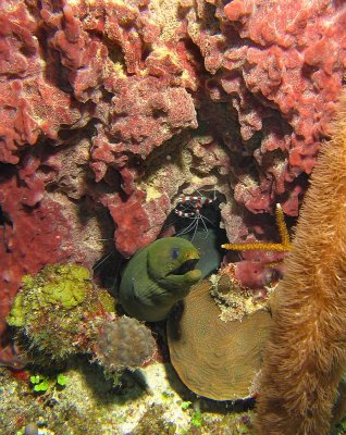 Moray Eel