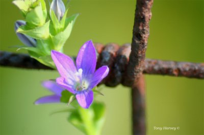 Wild Petunia