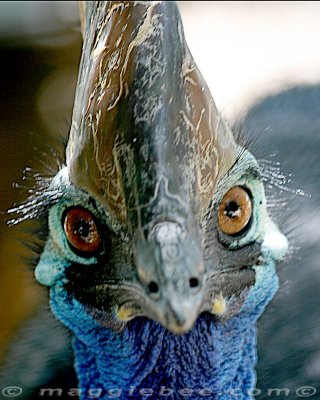 I'm a Cassowary What you think you're looking at?????
