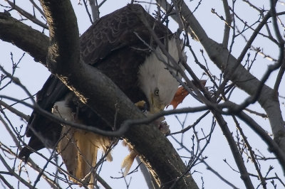 Bald Eagle Eating Fish