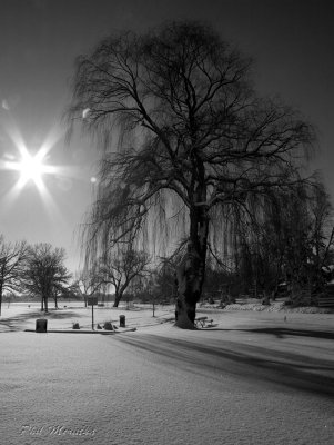 Willow in the Snow BW