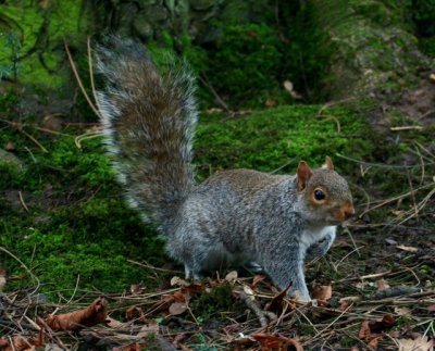 Bushy Tail