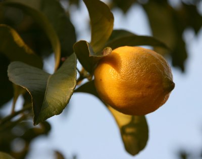 Sunny Lemon