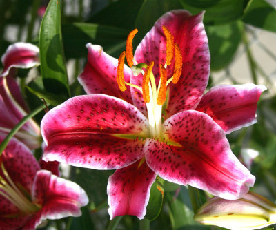 Lily by Lisa Robinson