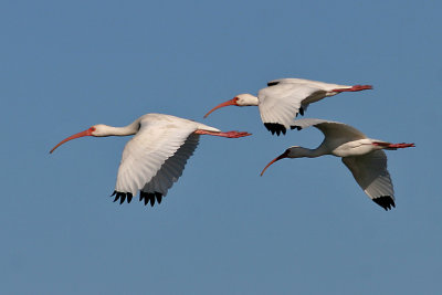 White Ibis in flight