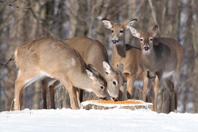Deer