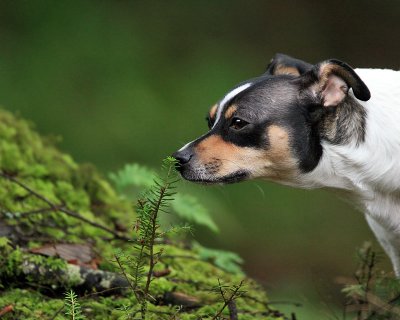 Checking out the Flora