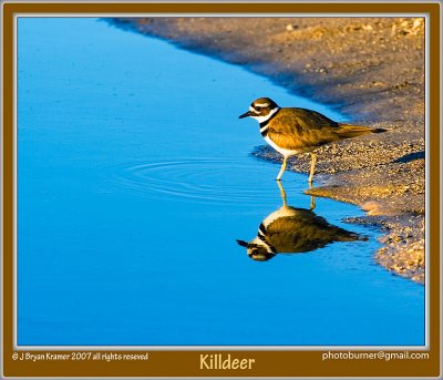 Killdeer