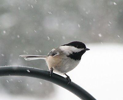  chickadee in the snow