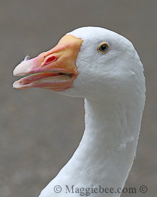 The Goose has teeth