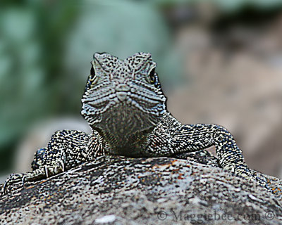 Face to face with an Eastern Waterdragon