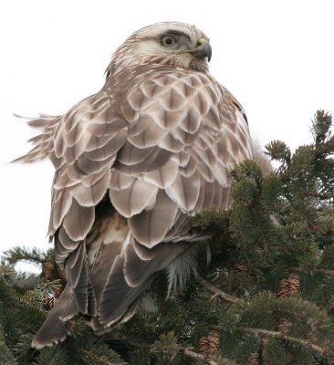 Juvenile light phase Rough-legged Hawk