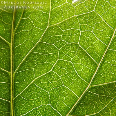 Backlit Leaf <br> by Marcos Rodriguez