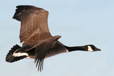 Canada Goose