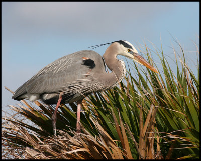 Great Blue Heron