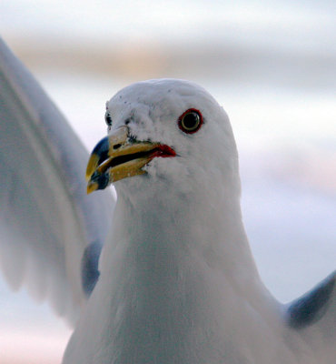 Seagull