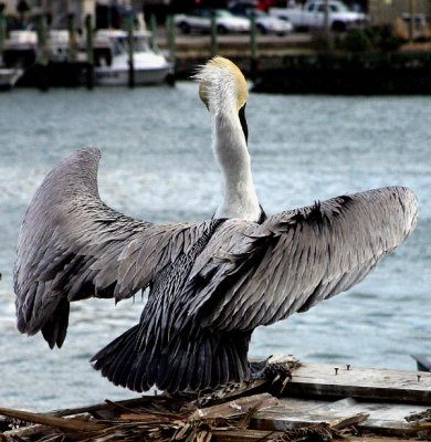 Pelican