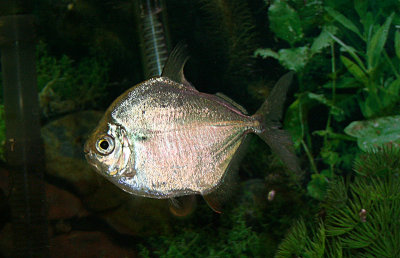 Silver Dollar Fish