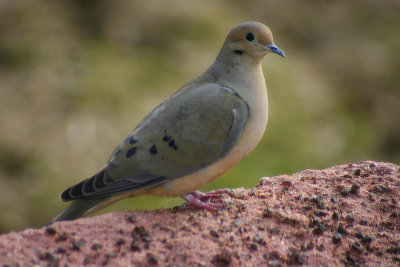 mourning dove.jpg