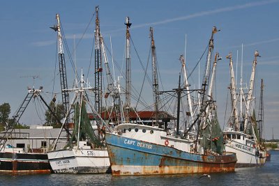 Shrimp Fleet at Dock