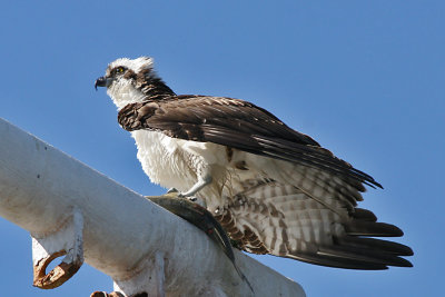 Osprey with Catch
