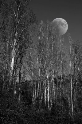 trees moon BW comp