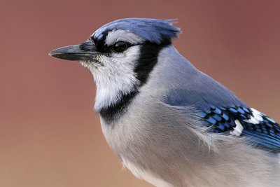 Blue Jay