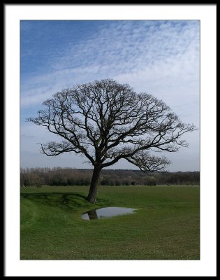Tree beside the 11th Green on 'The Hill Course' at Barnham Broom Golf Club, Norfolk